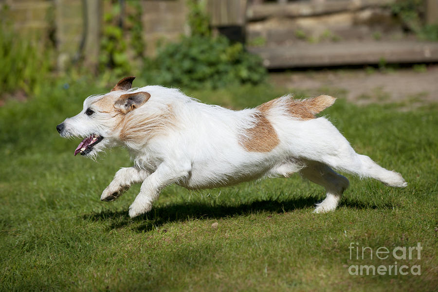 Jack Russell Terrier #10 Photograph by John Daniels