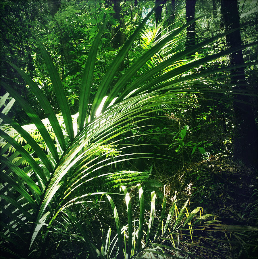 Jungle leaves Photograph by Les Cunliffe | Fine Art America