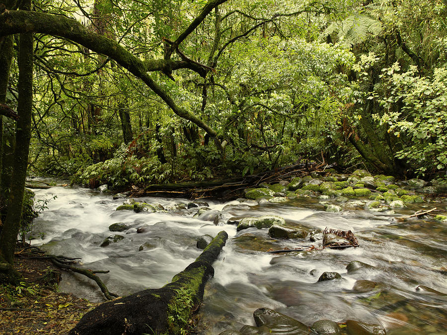 Jungle stream #10 Photograph by Les Cunliffe