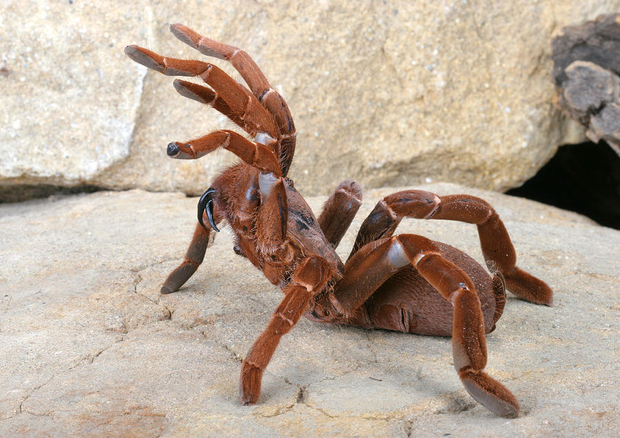 King Baboon Tarantula Photograph by John Bell