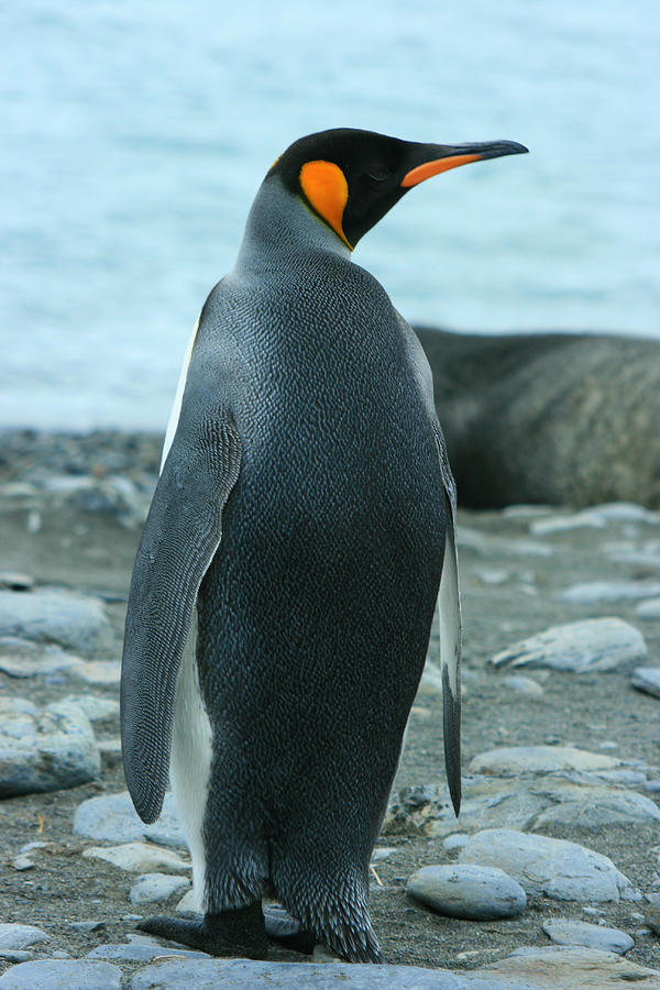 King Penguin #10 Photograph by Amanda Stadther