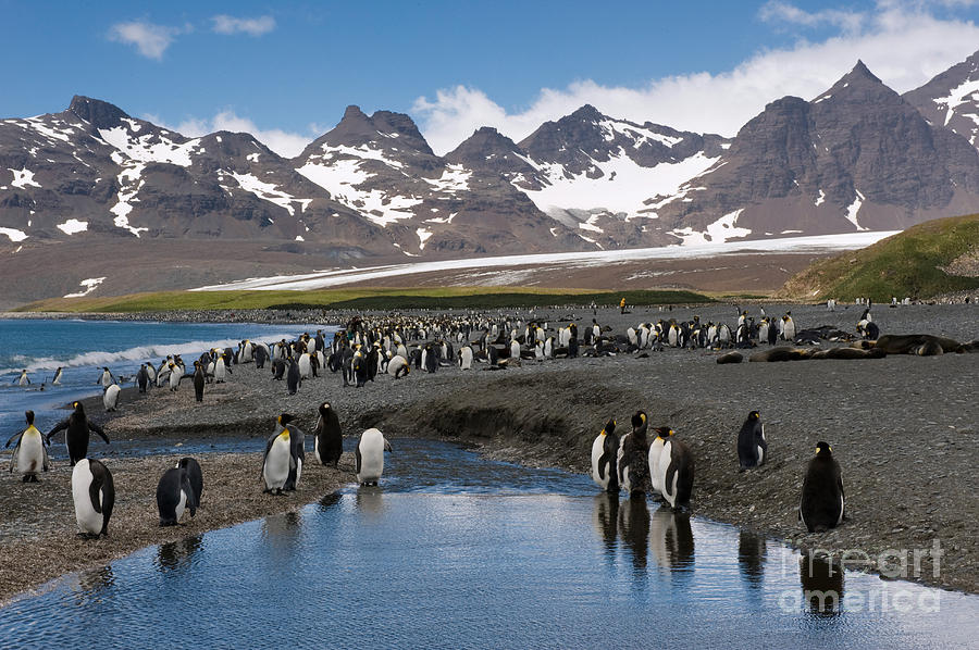 King Penguins #10 Photograph by John Shaw