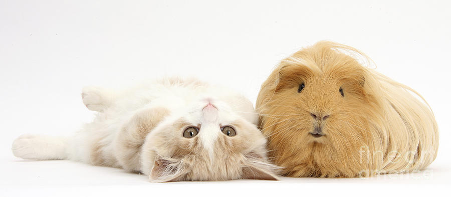Kitten And Guinea Pig #10 Photograph by Mark Taylor