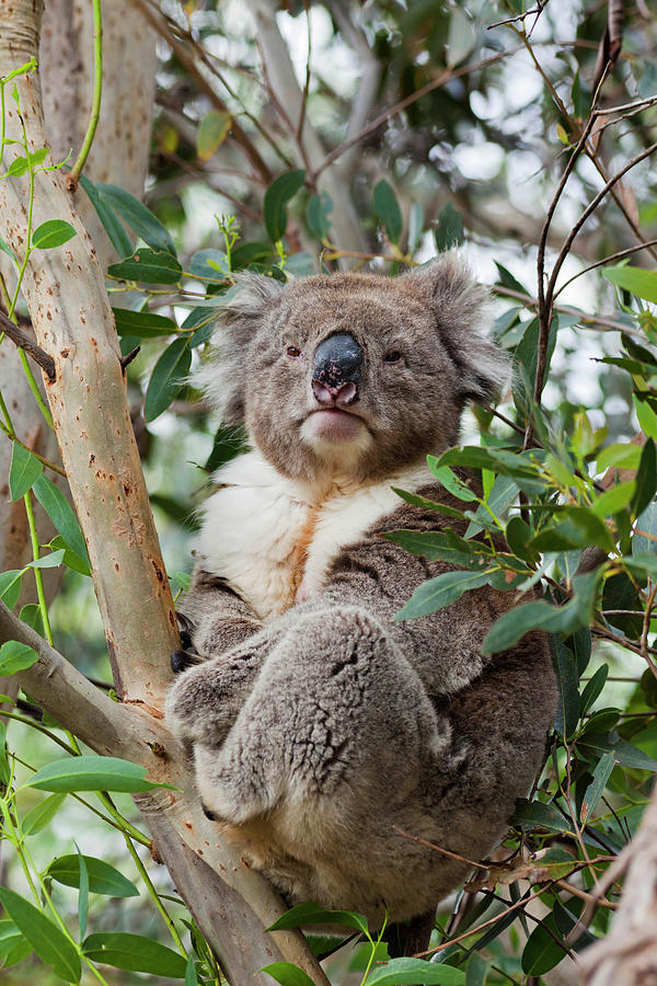 Wildlife Photograph - Koala (phascolarctos Cinereus #10 by Martin Zwick