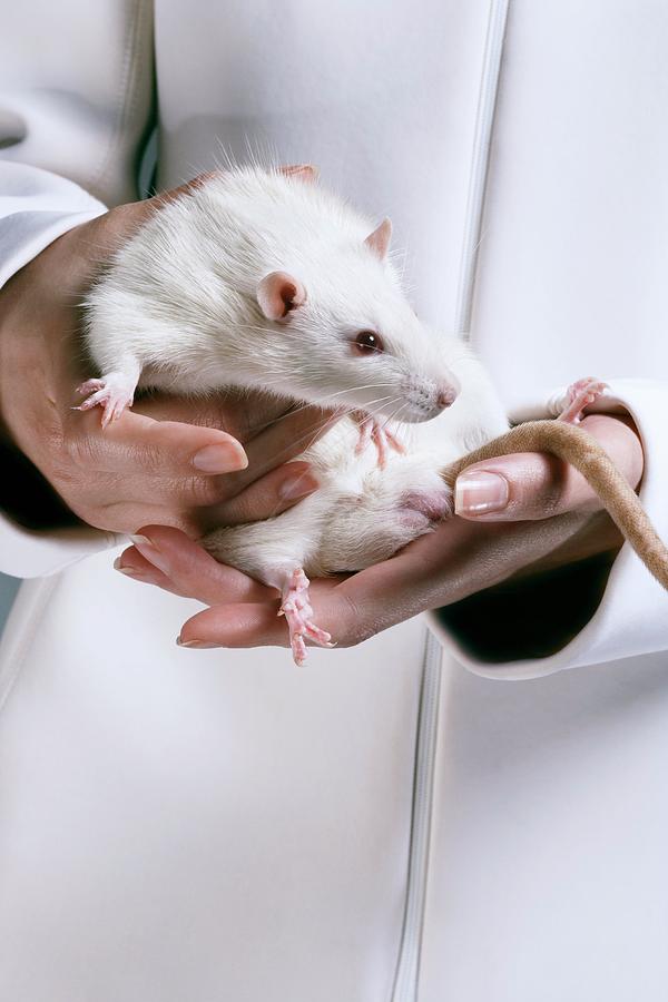 Laboratory Rat Photograph By Coneyl Jayscience Photo Library Pixels