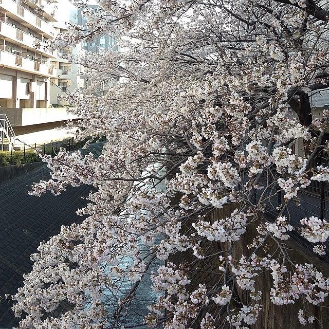 Landscape Photograph - #landscape Cherryblossoms #10 by Tokyo Sanpopo