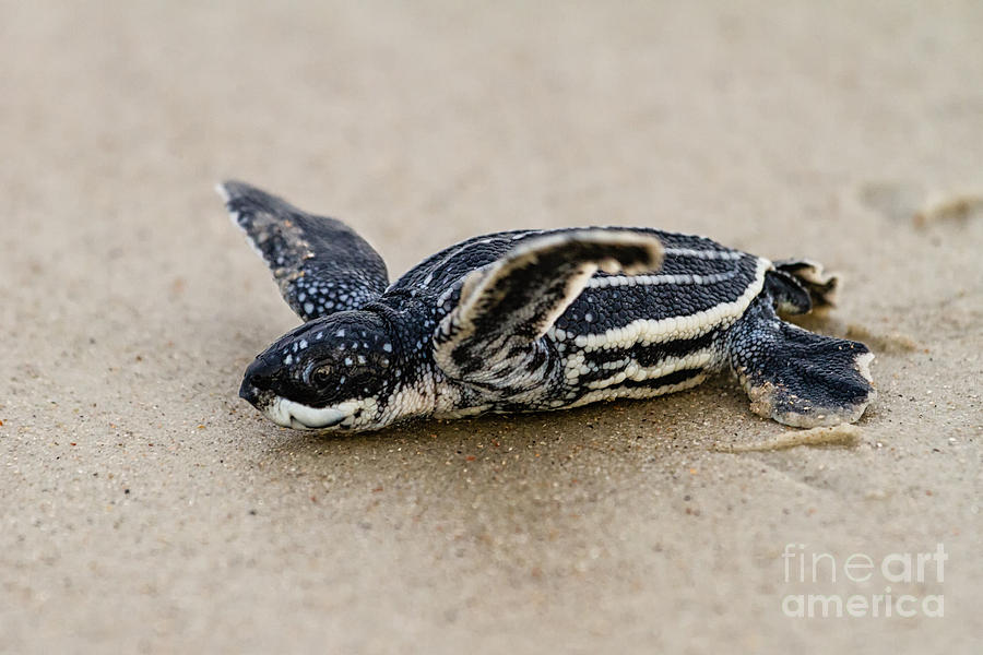 Leatherback Sea Turtle Hatchling Amelia Island Florida #10 Photograph by Dawna Moore Photography