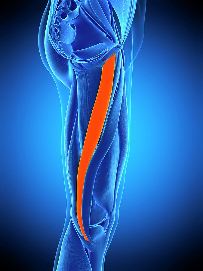 Leg Muscle Photograph by Sebastian Kaulitzki/science Photo Library ...