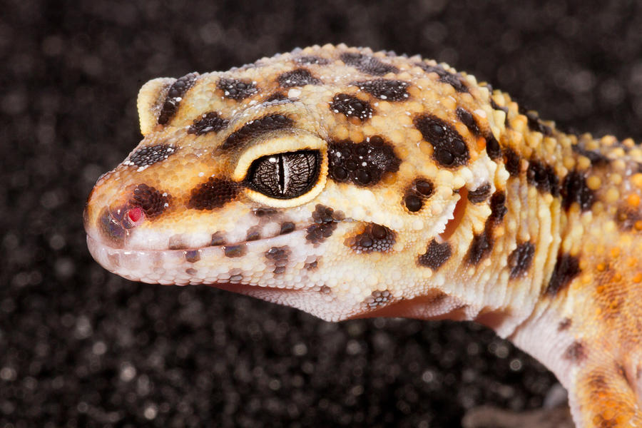Leopard Gecko Eublepharis Macularius #10 Photograph by David Kenny