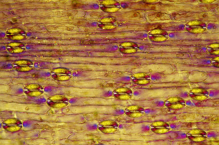 Lily Epidermis With Stomata, Lm #10 Photograph by Marek Mis