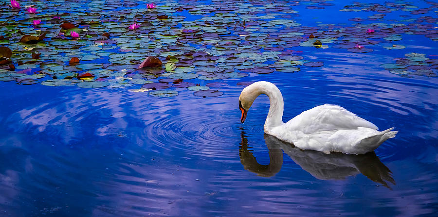 Lotus Swan #10 Photograph by Brian Stevens