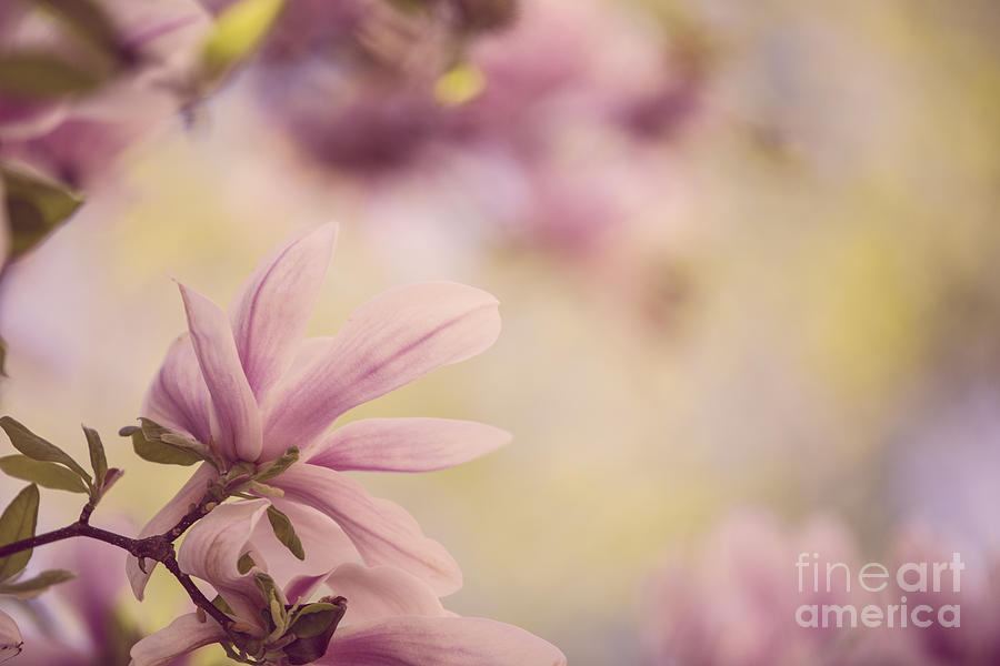 Magnolia Movie Photograph - Magnolia Flowers #10 by Nailia Schwarz