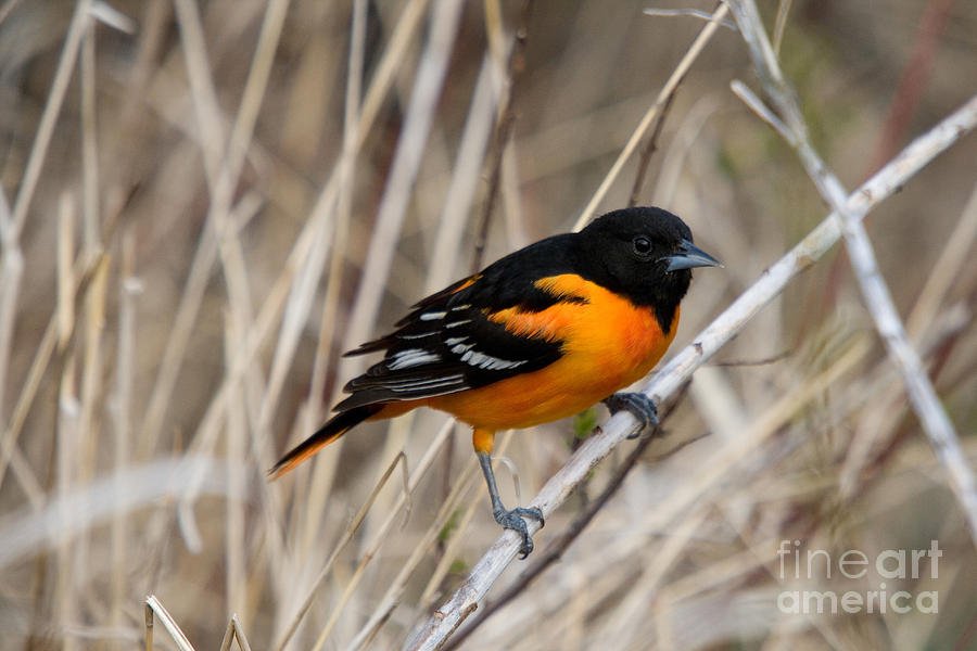 Male Baltimore Oriole #10 Photograph by Linda Freshwaters Arndt