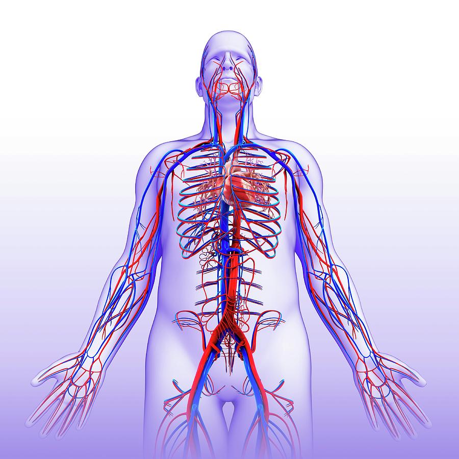 Male Circulatory System Photograph by Pixologicstudio/science Photo ...