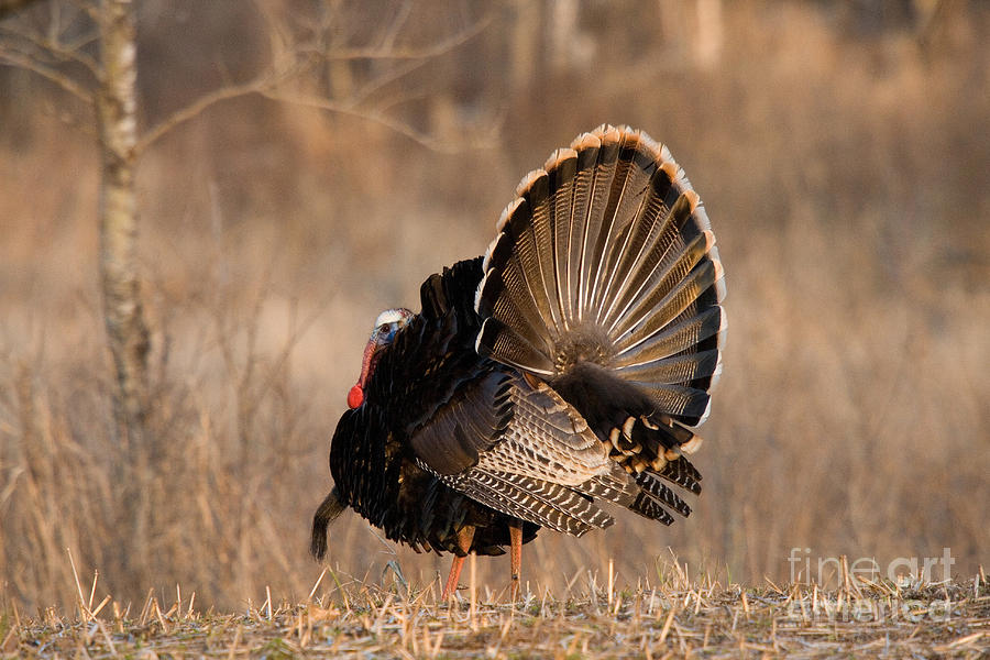 Male Eastern Wild Turkey Photograph By Linda Freshwaters Arndt Fine Art America