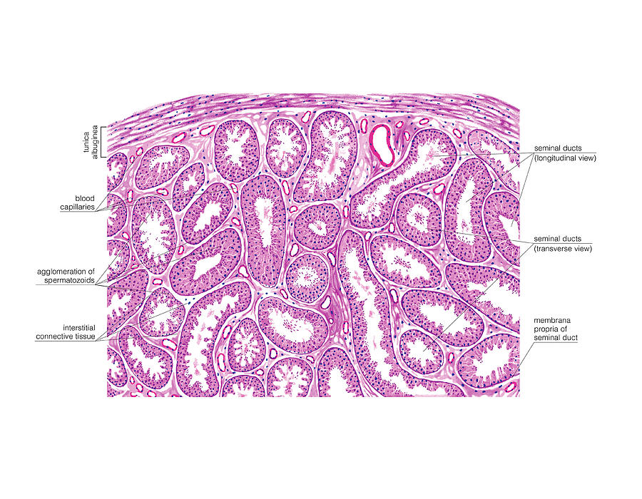 Male Genital System Photograph By Asklepios Medical Atlas Fine Art 4257