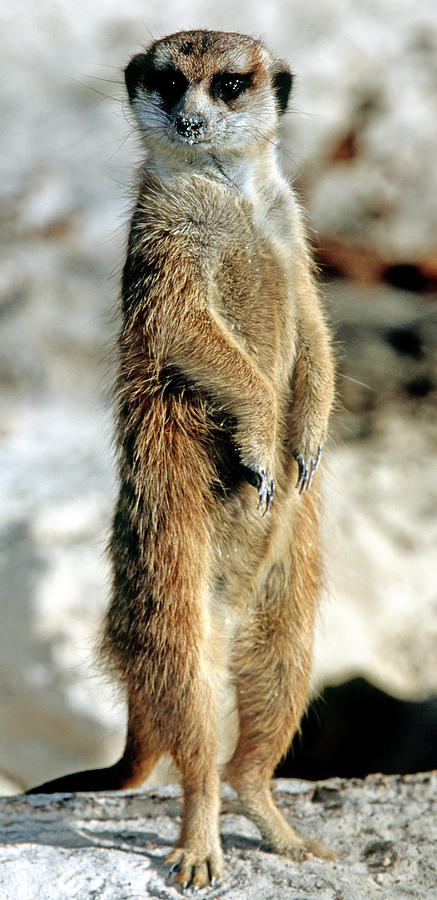 Meerkat #10 Photograph by Millard H. Sharp