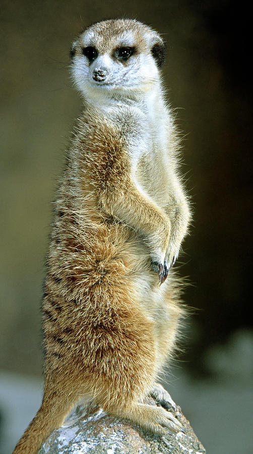 Meerkat Suricata Suricatta #10 Photograph by Millard H. Sharp