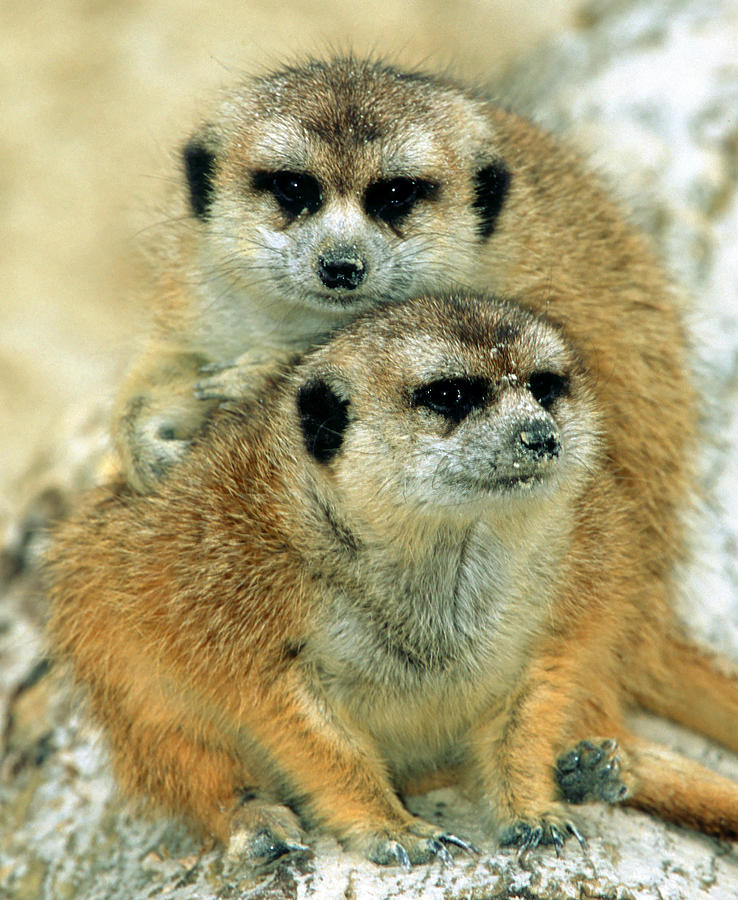Meerkats #10 Photograph by Millard H. Sharp