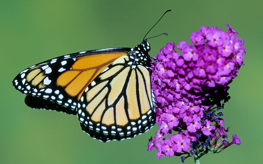 Monarch Butterfly #10 Photograph by Millard Sharp