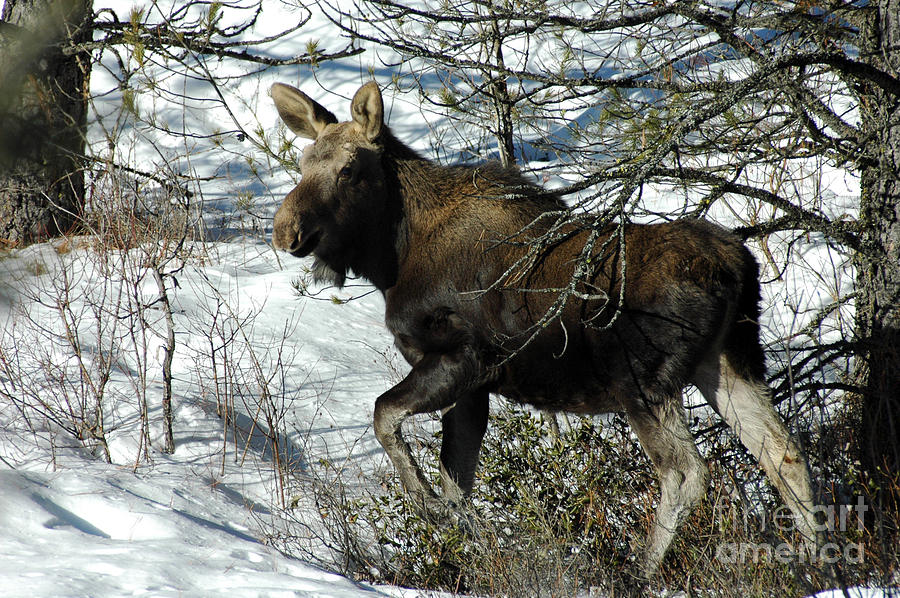 757P Moose Photograph by NightVisions
