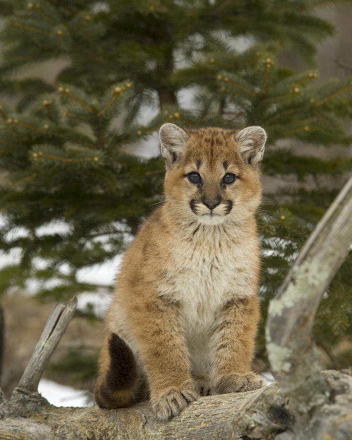 is a puma a mountain lion