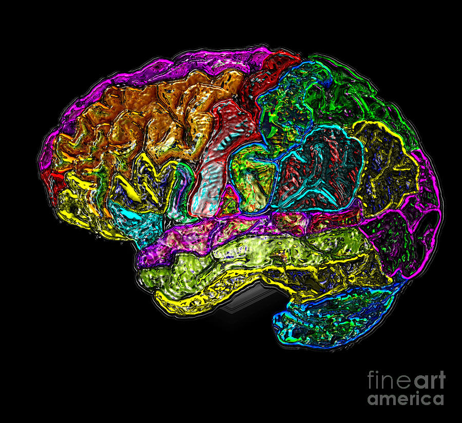 Science Photograph - Mri Of Normal Brain #10 by Living Art Enterprises