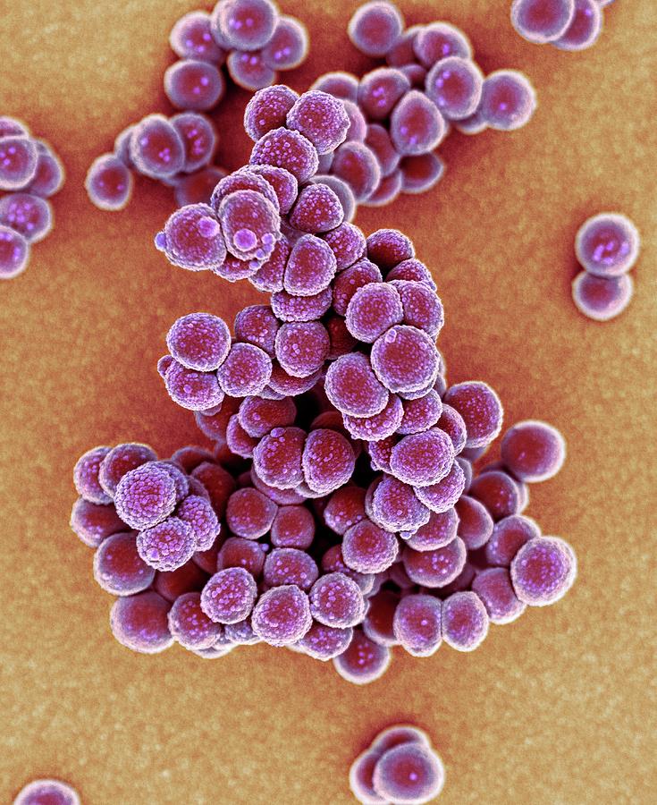 Mrsa Bacteria #10 Photograph by Science Photo Library