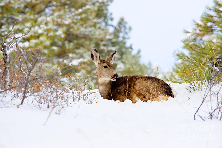 Mule Deer in Snow #10 Photograph by Steven Krull