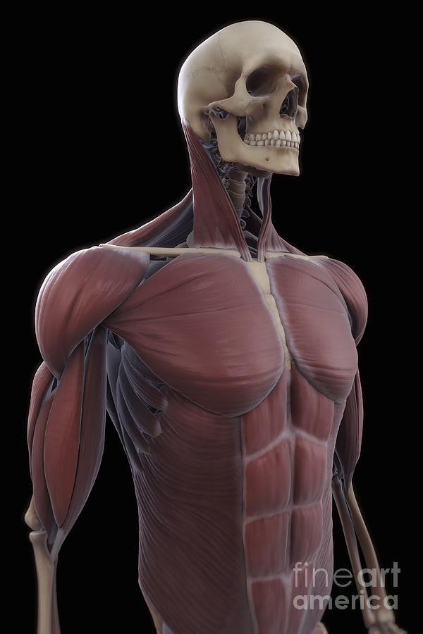 Skull Photograph - Muscles Of The Upper Body #10 by Science Picture Co