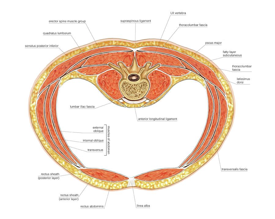 Muscles Of Trunk Photograph By Asklepios Medical Atlas Fine Art America