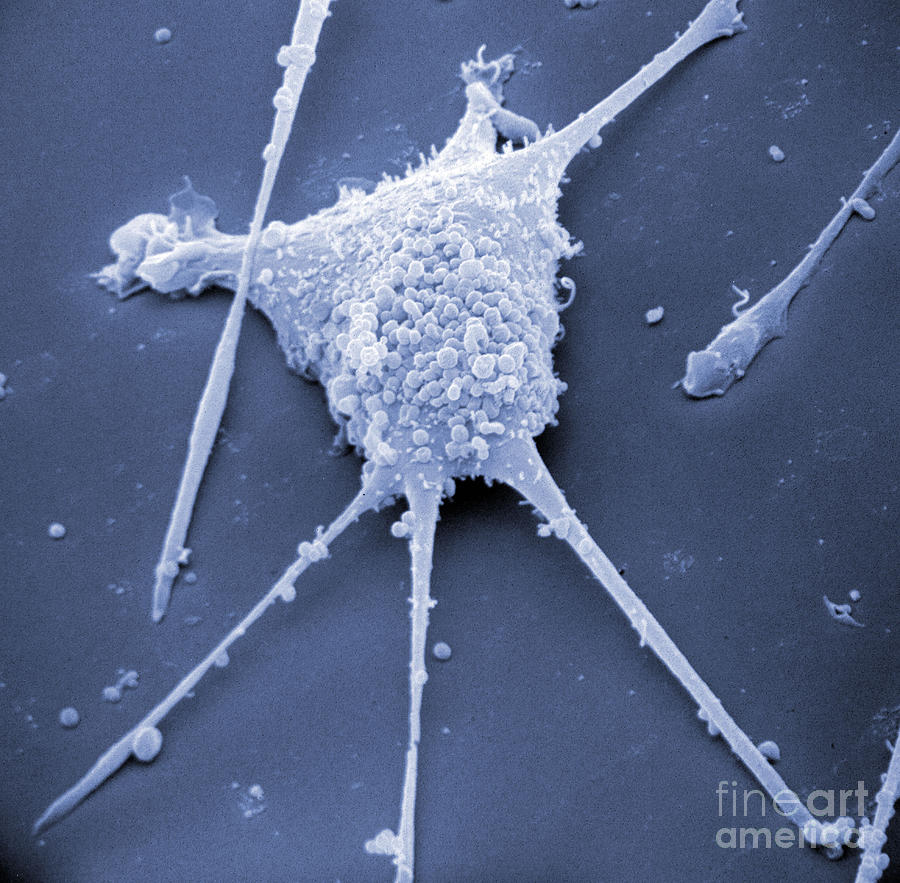 Mycoplasma #10 Photograph by David M. Phillips