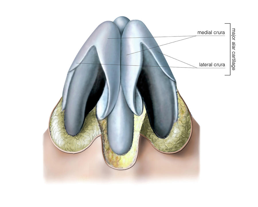 Nasal Cavity Photograph By Asklepios Medical Atlas Pixels 2029