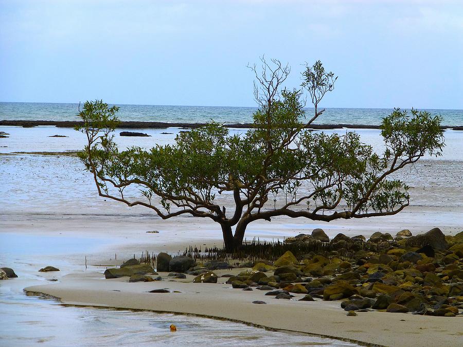Nature Photograph - Bonsai on Beach by Girish J