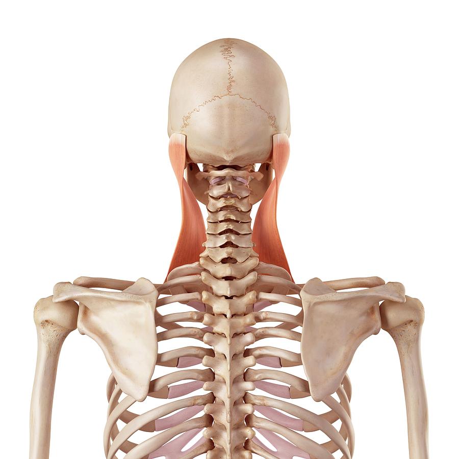 Neck Muscle Photograph by Sebastian Kaulitzki/science Photo Library ...