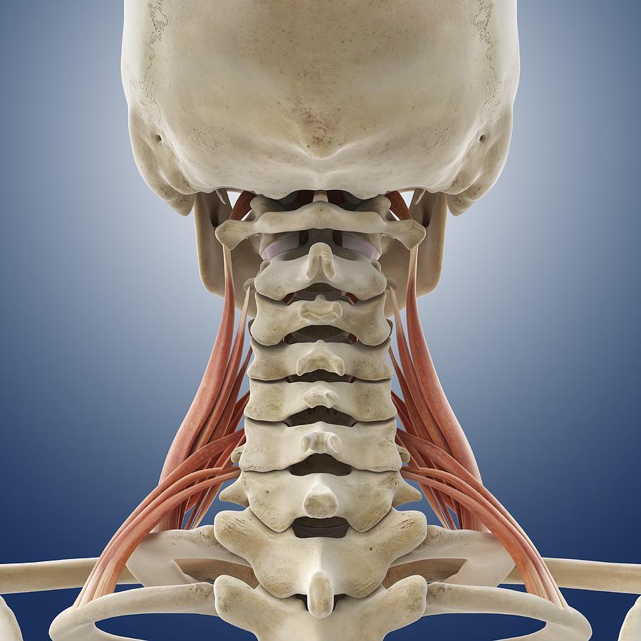 Neck muscles, artwork Photograph by Science Photo Library - Pixels