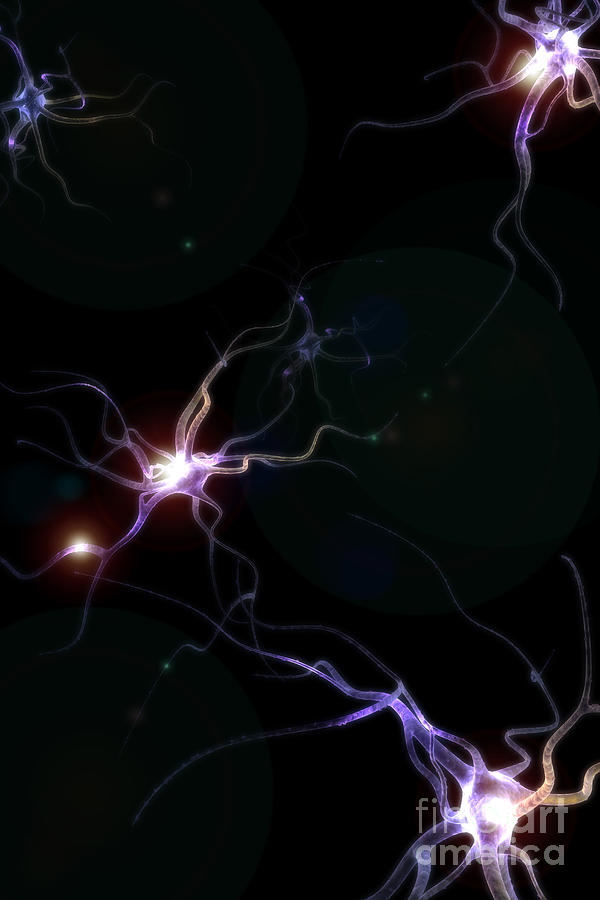 Neurons #10 Photograph by Science Picture Co