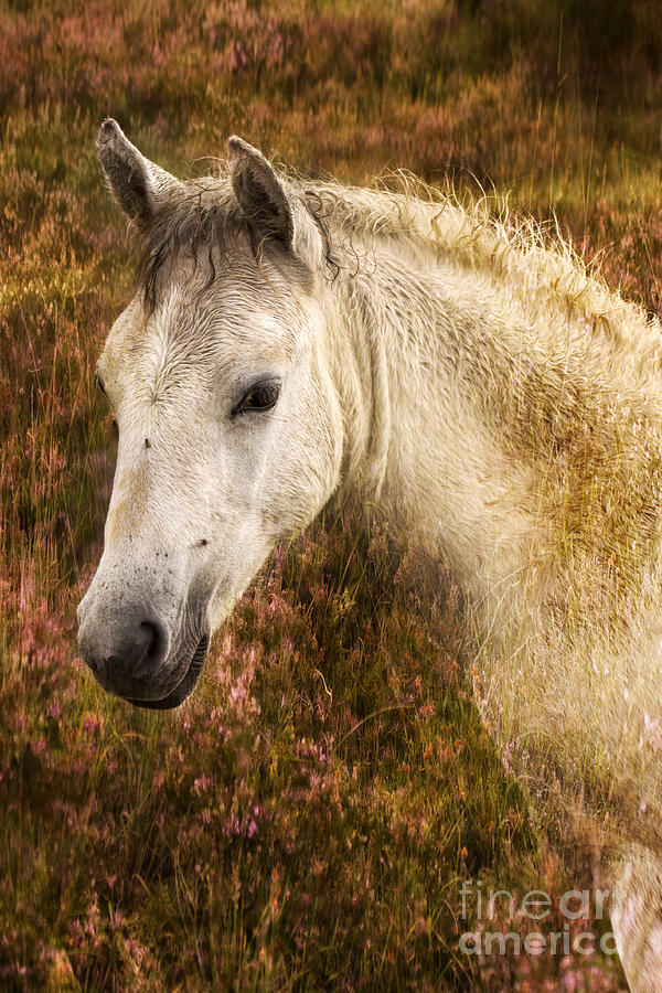 New Forest Pony #10 Photograph by Ang El