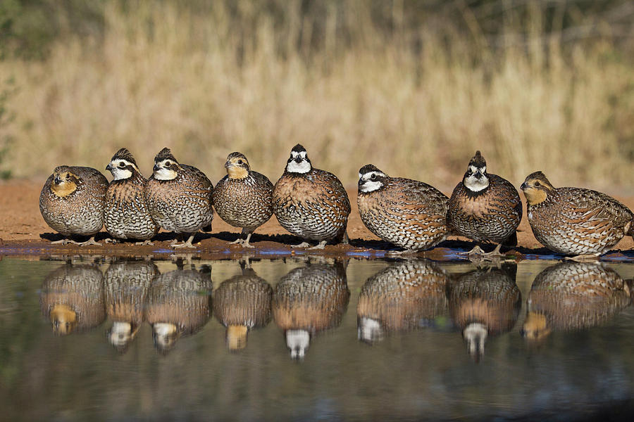 Northern Bobwhite (colinus Virginianus Photograph by Larry Ditto - Fine