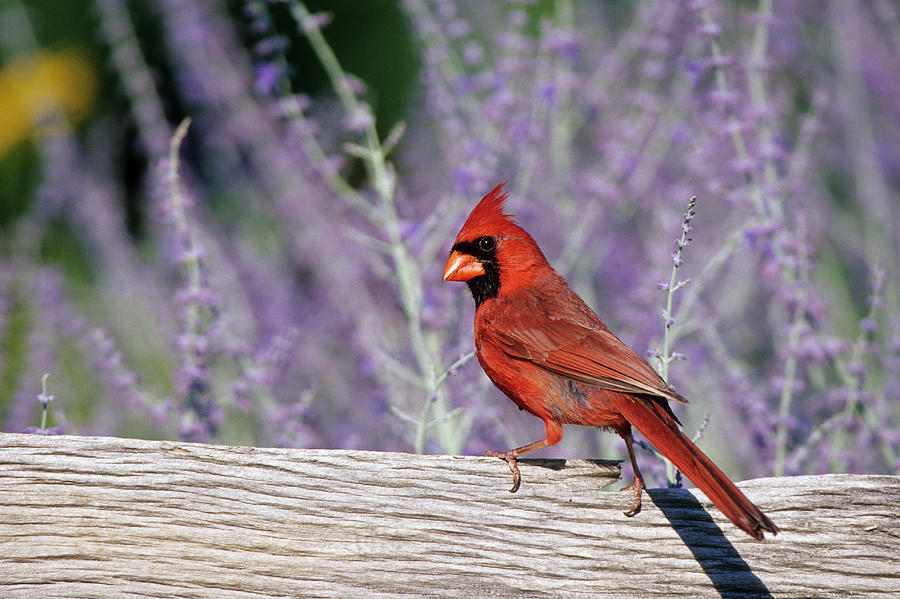 Cardinal Photograph - Northern Cardinal (cardinalis Cardinalis #10 by Richard and Susan Day
