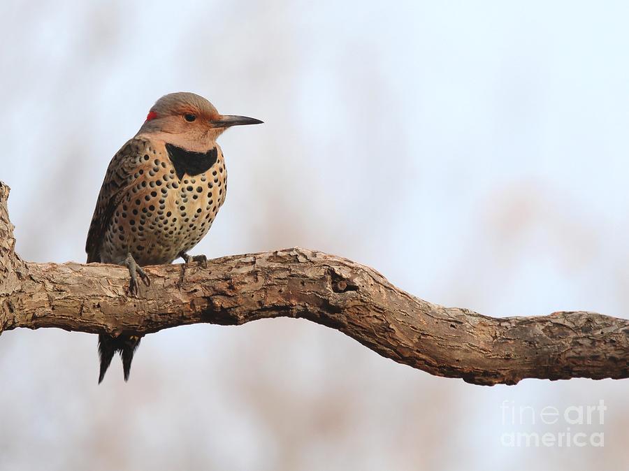 Northern Flicker  #10 Photograph by Jack R Brock