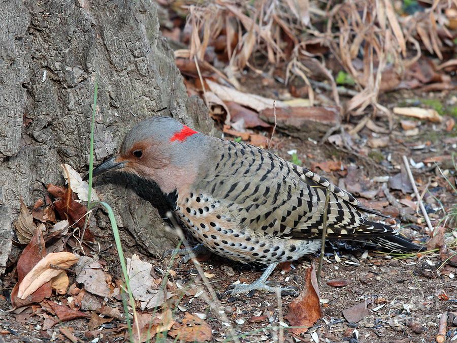 Nature Photograph - Northern Flicker Yellow-shafted #10 by Jack R Brock