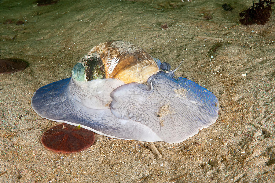 Northern Moon Snail Photograph by Andrew J Martinez Fine Art America