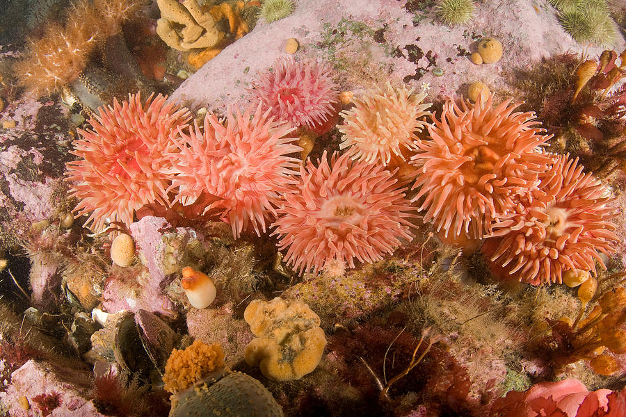 Northern Red Anemone #10 Photograph by Andrew J. Martinez