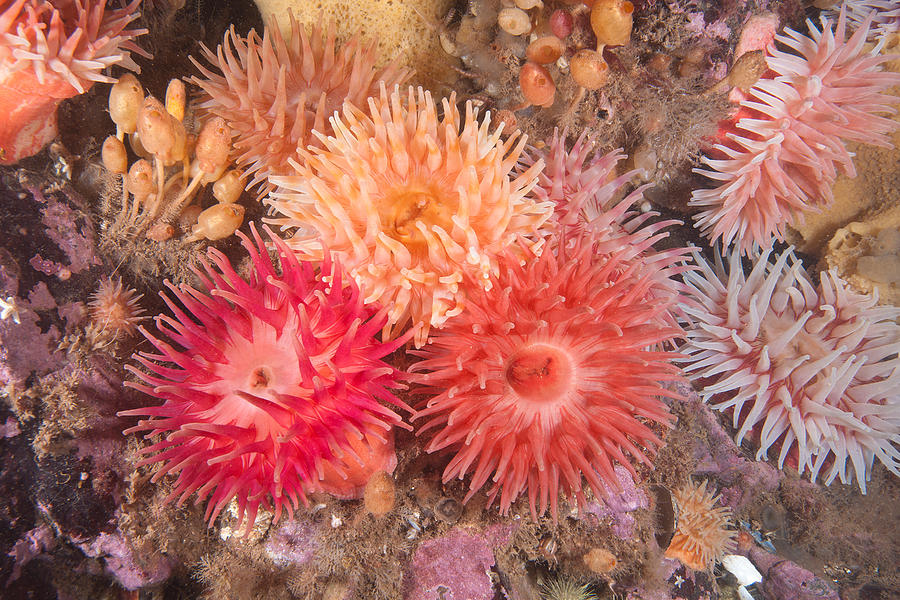 Northern Red Anemones #10 Photograph by Andrew J. Martinez
