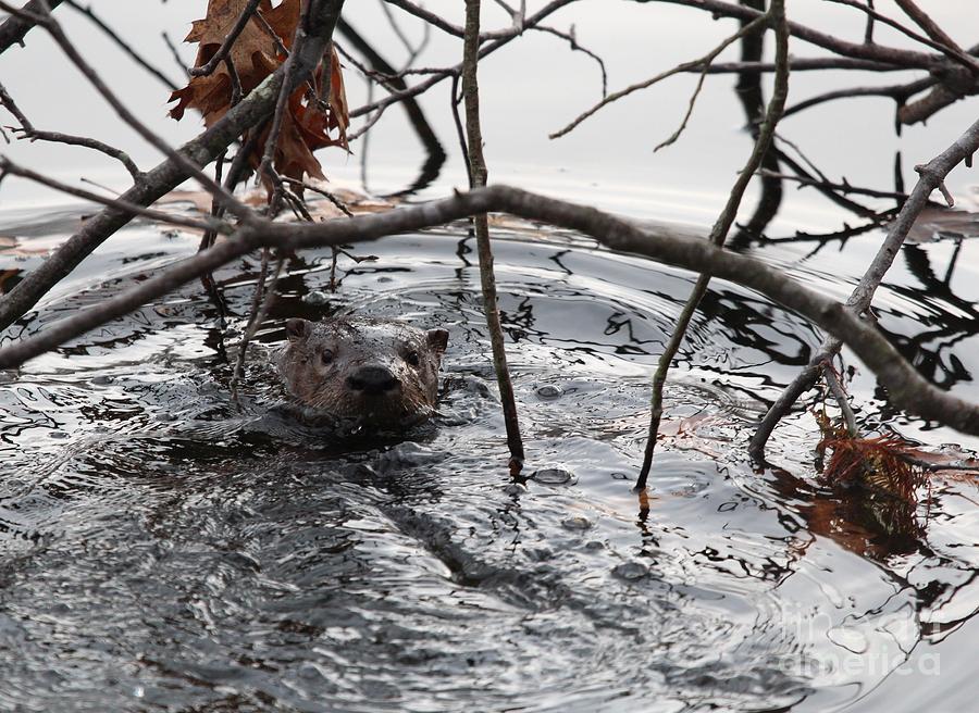 Northern River Otter #10 Photograph by Jack R Brock