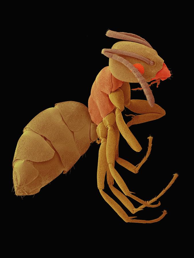 Grease Movie Photograph - Odorous House Ant #10 by Dennis Kunkel Microscopy/science Photo Library