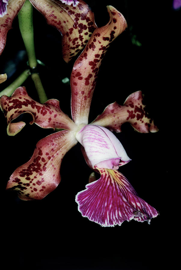Orchid Photograph - Orchid Flower #10 by Paul Harcourt Davies/science Photo Library