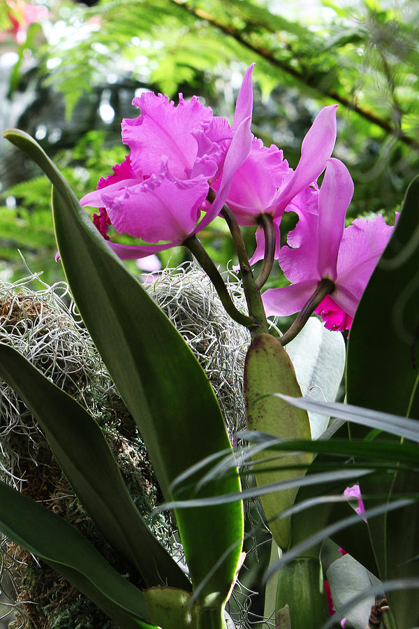 Orchids #10 Photograph by John Freidenberg