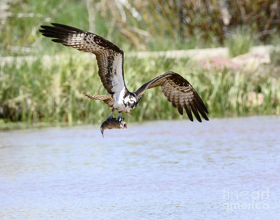 Osprey with Trout #10 Photograph by Dennis Hammer